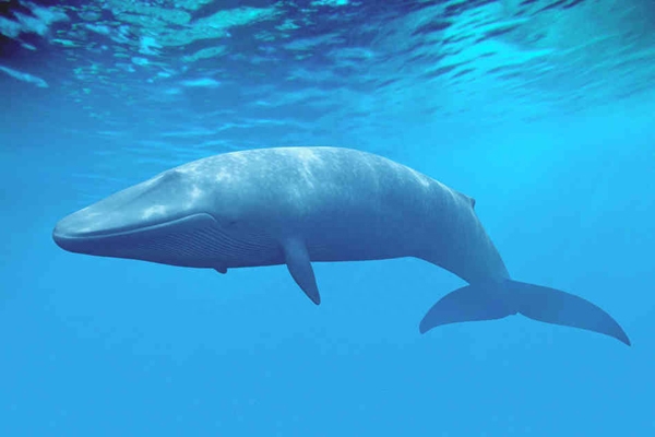 最大的鲸鱼是什么鲸(世界上最大的鲸鱼排名)插图