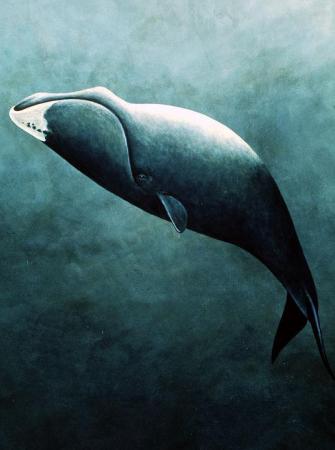 最大的鲸鱼是什么鲸(世界上最大的鲸鱼排名)插图2