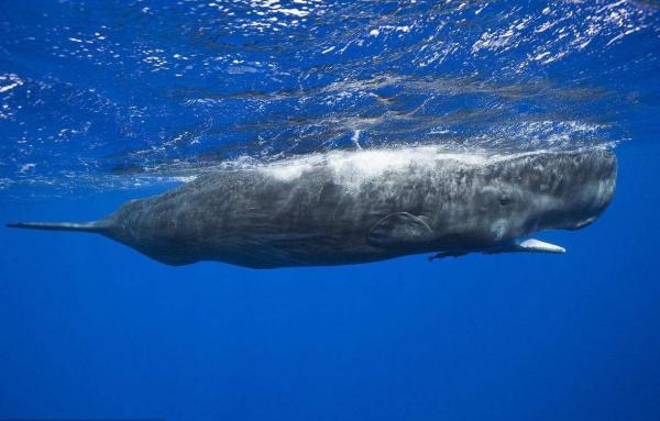 最大的鲸鱼是什么鲸(世界上最大的鲸鱼排名)插图4