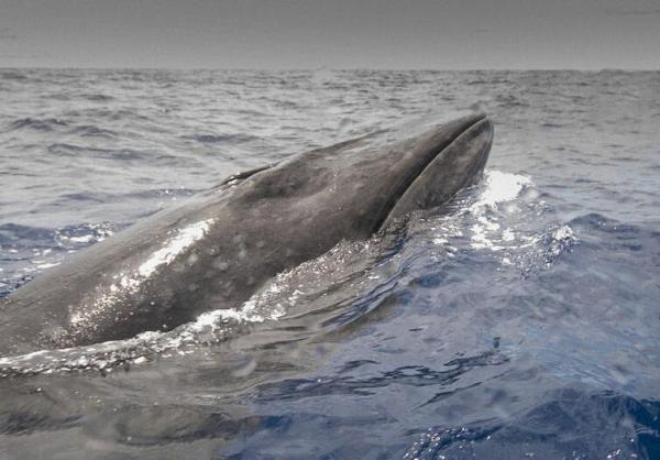 最大的鲸鱼是什么鲸(世界上最大的鲸鱼排名)插图6
