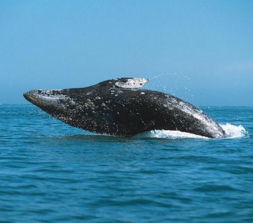 最大的鲸鱼是什么鲸(世界上最大的鲸鱼排名)插图7
