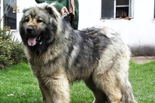 世界上最大的狗排名前十名(世界上十种最大的狗品种)插图5