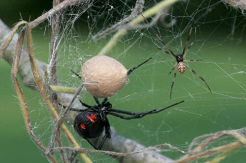 黑寡妇毒蜘蛛(黑寡妇蜘蛛有多厉害)插图