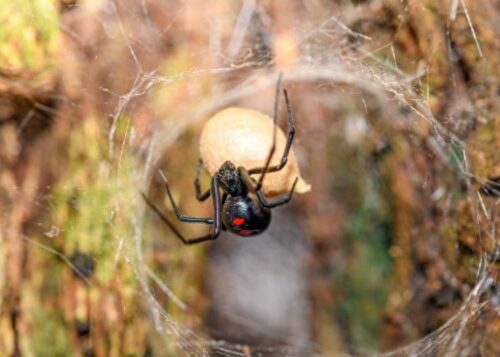 黑寡妇毒蜘蛛(黑寡妇蜘蛛有多厉害)插图5