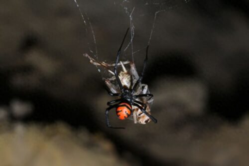 黑寡妇毒蜘蛛(黑寡妇蜘蛛有多厉害)插图6