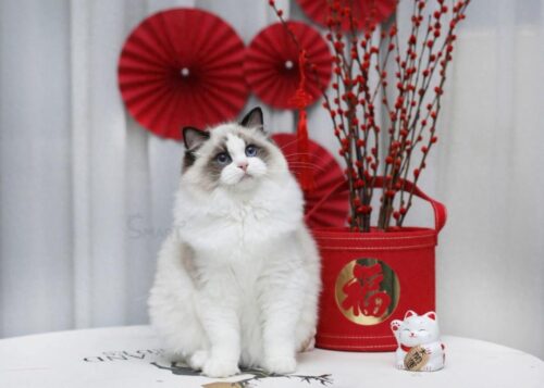世界上最漂亮的猫排名(世界上最漂亮的猫咪)插图3