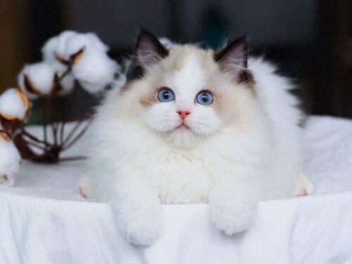 世界上最漂亮的猫排名(世界上最漂亮的猫咪)插图2
