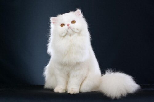 世界上最漂亮的猫排名(世界上最漂亮的猫咪)插图7