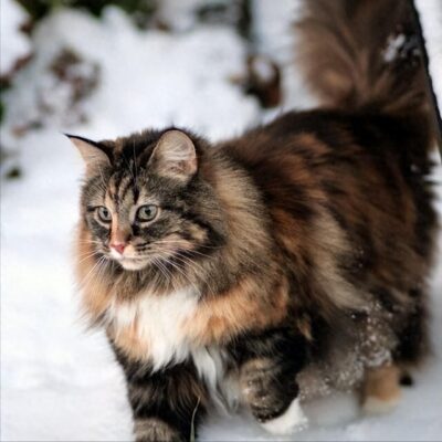 世界上最漂亮的猫排名(世界上最漂亮的猫咪)插图19